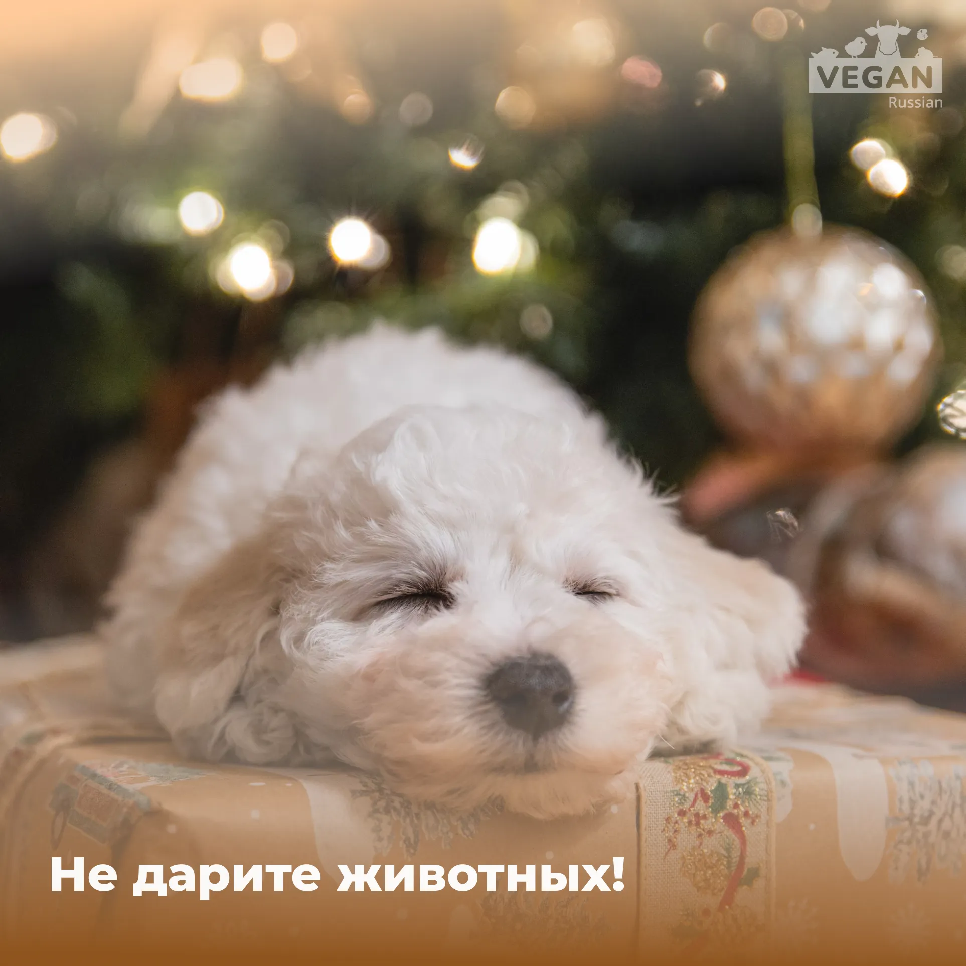 Новый Год Про Животных Новый Год Про Животных