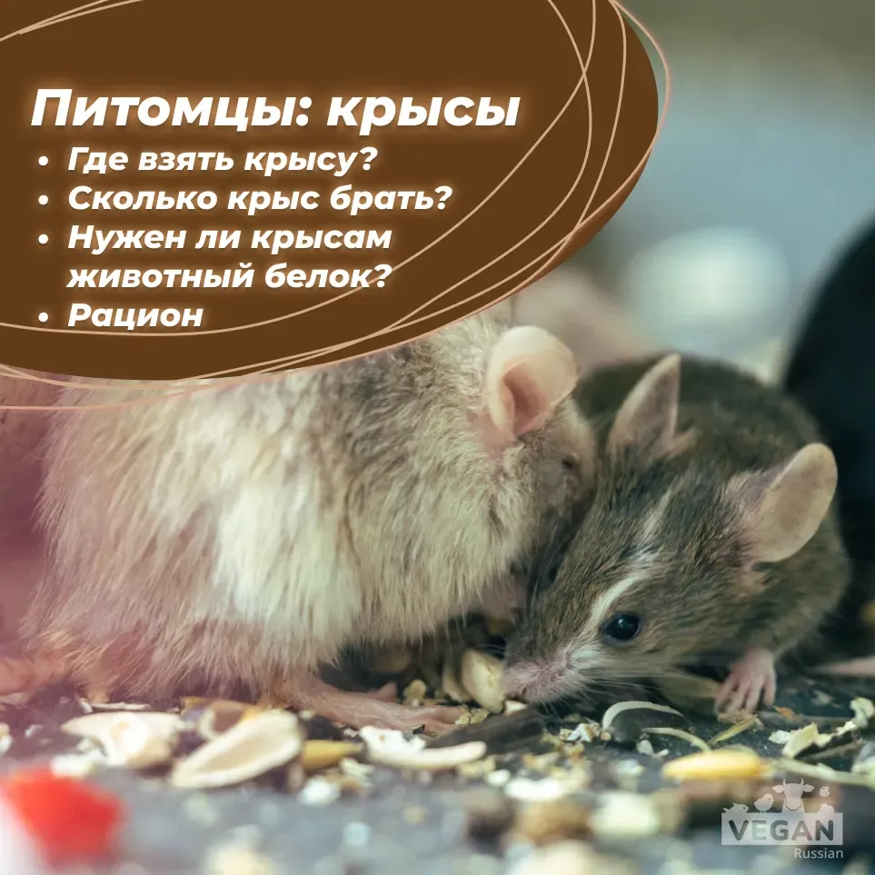 Содержание декоративных крыс — кормление