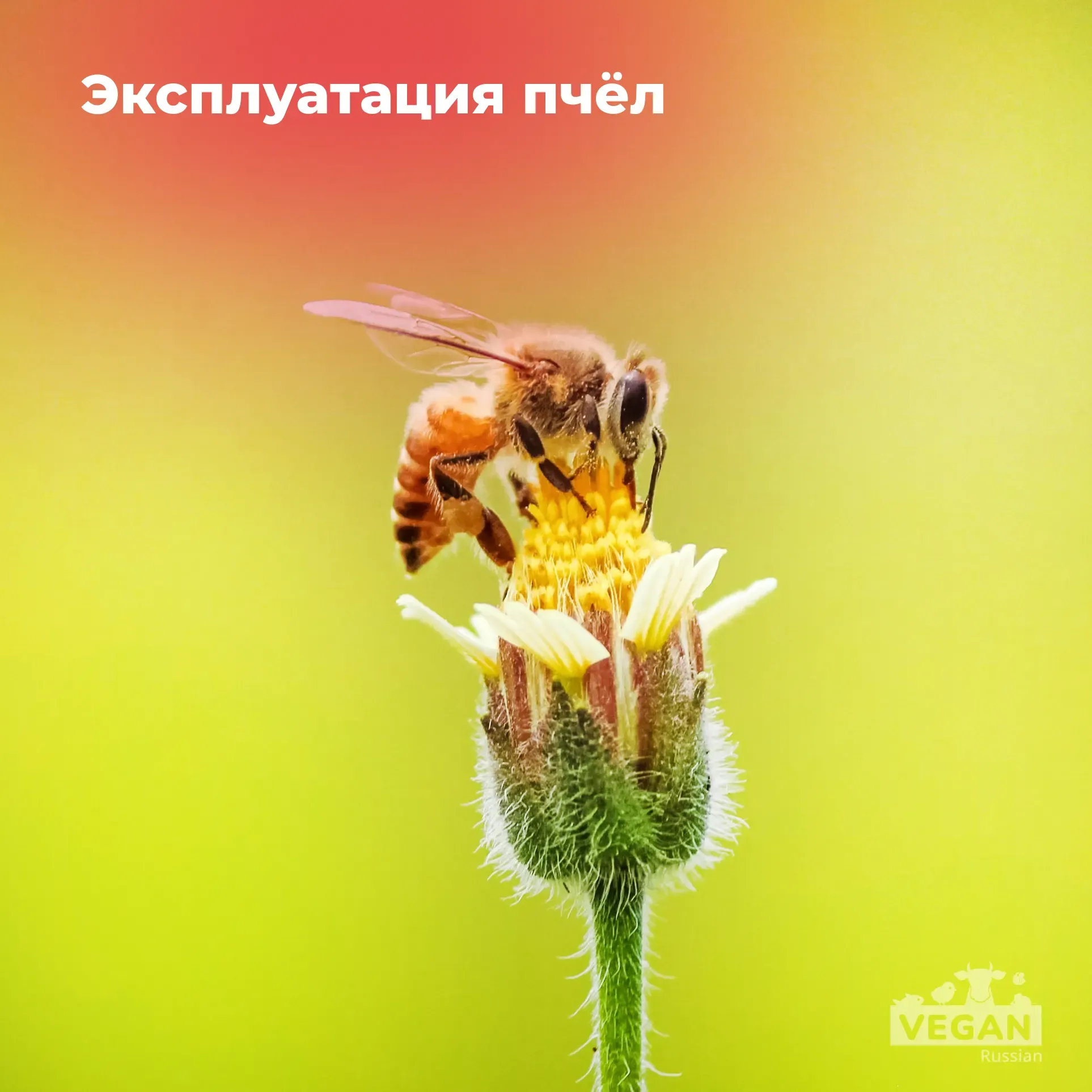 Эксплуатация: пчёлы