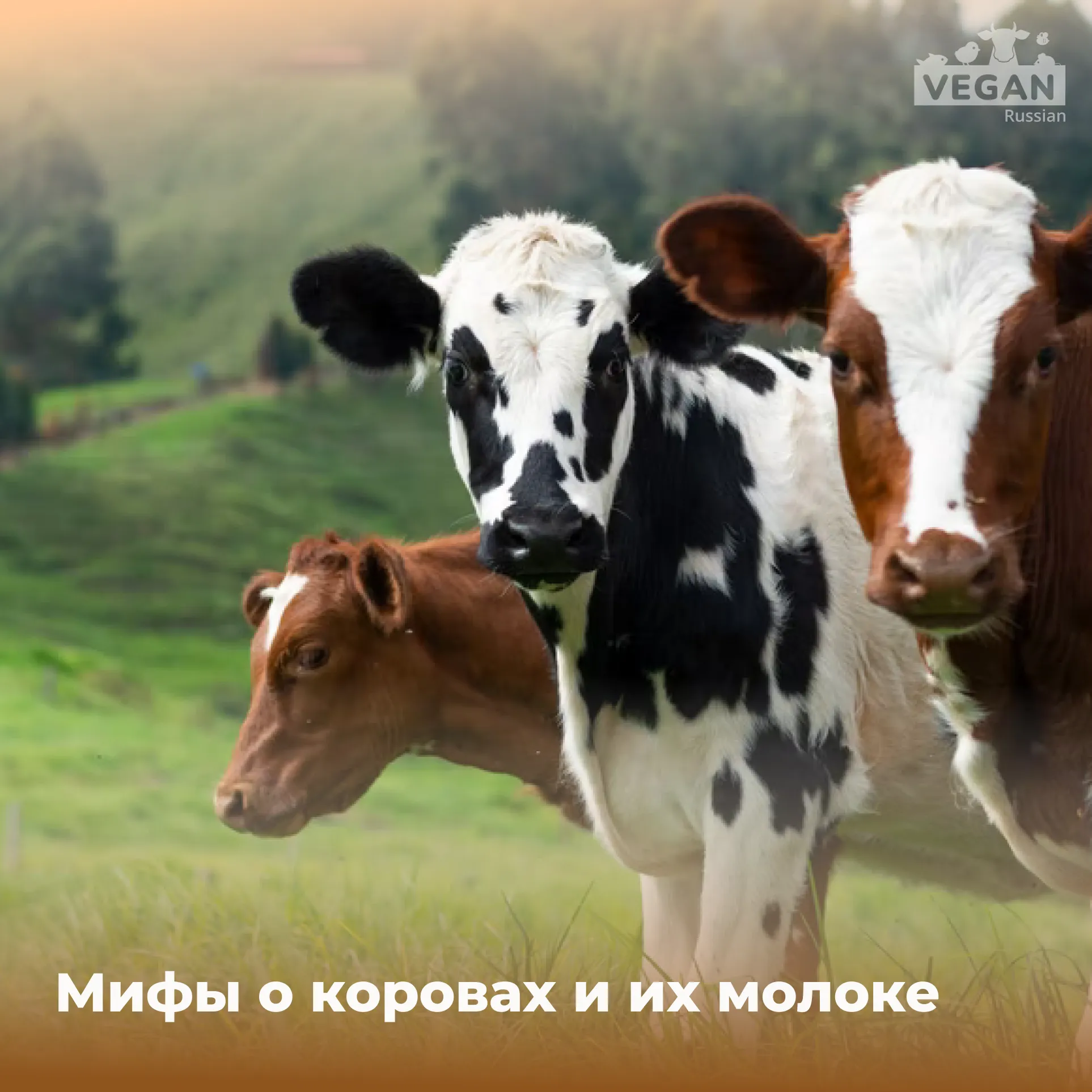 Мифы о коровьем молоке