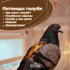 Питомцы: голуби