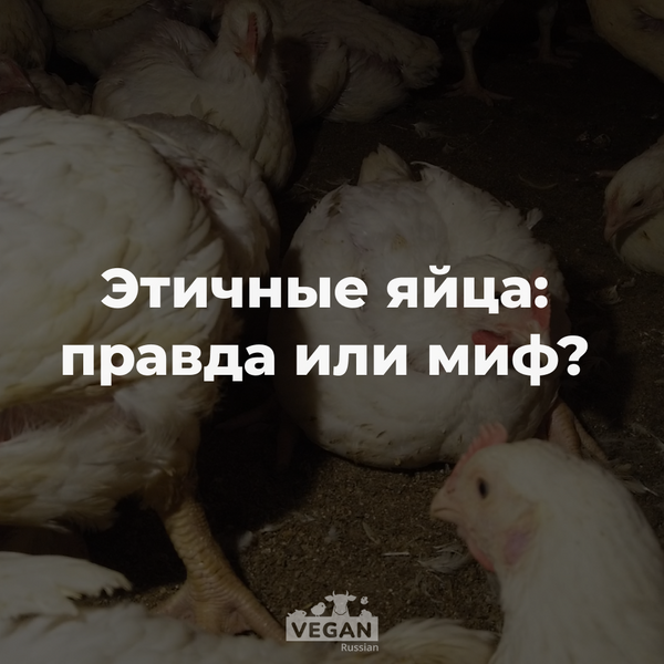 Существуют ли этичные яйца и можем ли мы использовать куриц гуманно?
